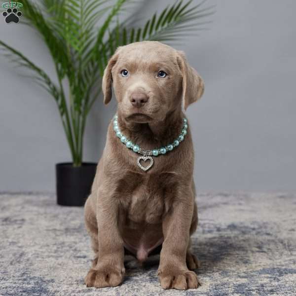 Denver, Charcoal Labrador Retriever Puppy